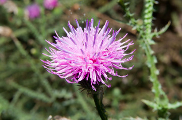 roadside thistle (Carduus acanthoides)