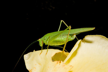 Tettigonia viridissima(Tettigonia viridissima)