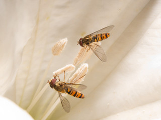 hoverfly (Syrphidae) on trumpet flower