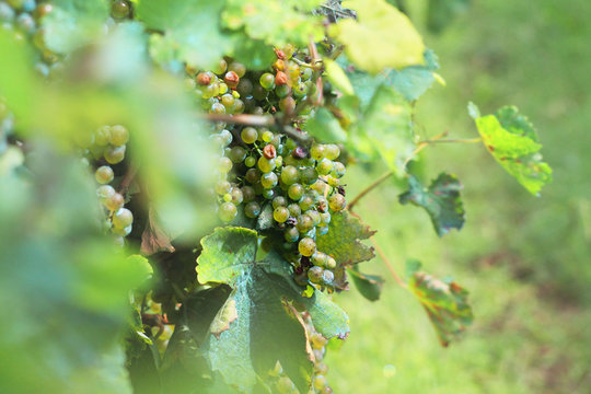 Uvas en la parra de un vi&ntilde;edo