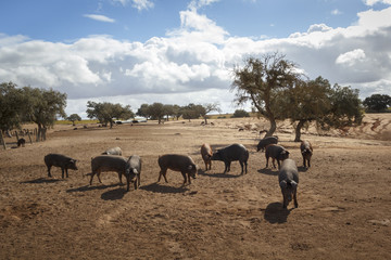 Cerdo Ibérico en la dehesa de Extremadura. Piara de guarros de pata negra. Encinas y cerdos ibéricos criados con bellota.