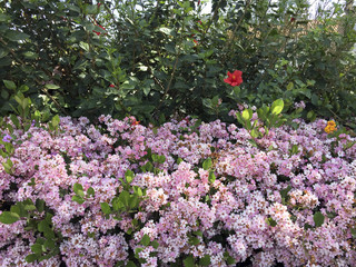 Blooming Spring Hedge