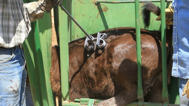 Cattle branding fire and smoke P HD 0635