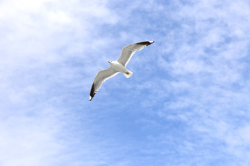 Fototapeta na wymiar Mediterranean white seagull
