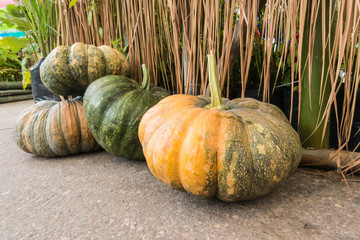 pumpkin