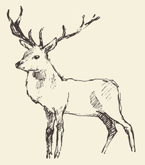 Deer Engraving, Vintage Illustration, Vector