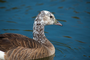 Canada Goose Morph