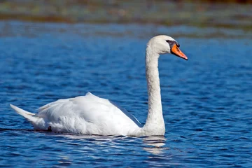 Crédence en verre imprimé Mute Swan
