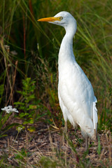 Cattle Egret