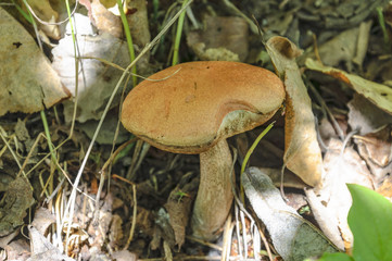 Boletus . 
Edible mushrooms Russian Far East.