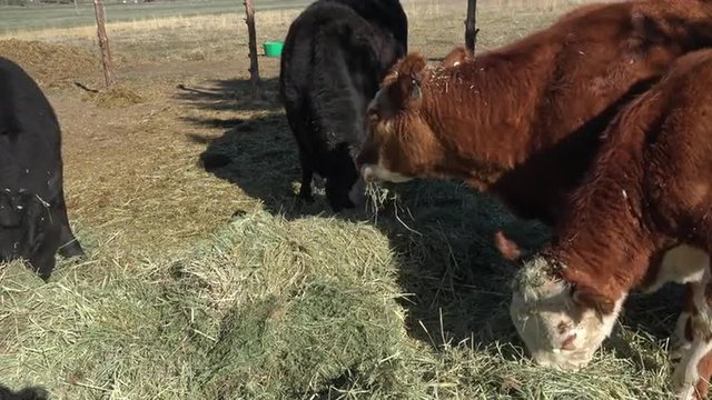 Cattle eating alfalfa hay on small family farm 4K 008