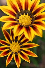 Gazanias Yellow Red Stripes