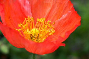 Iceland Poppy Red