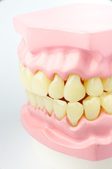 Denture shows how to brush teeth, dental equipment