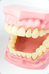 Denture shows how to brush teeth, dental equipment