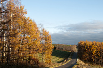 色づいたカラマツ林が輝く秋