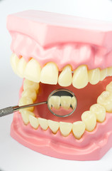 Denture shows how to brush teeth, dental equipment