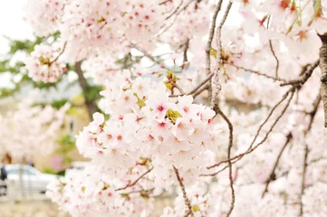 Cercles muraux Fleur de cerisier 満開の桜