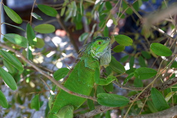 An iguana in Key West, Florida