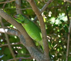 Naklejka na ściany i meble An iguana showing its tongue on a tree in Key West, Florida