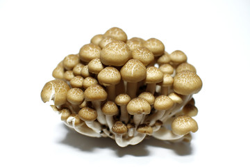 bunashimeji brown beech mushroom in the white