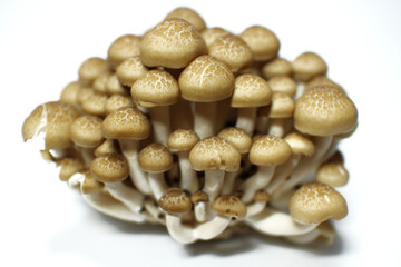 bunashimeji brown beech mushroom in the white #3