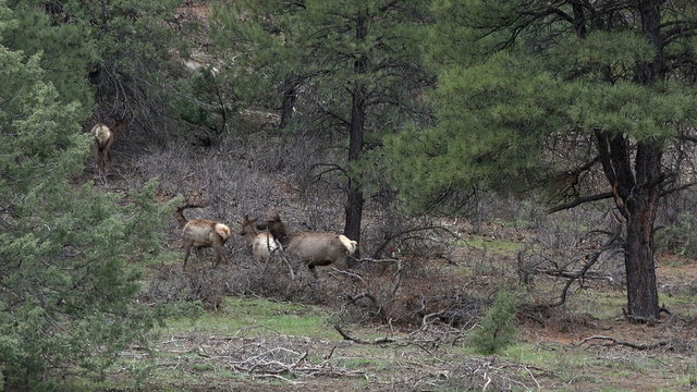 Wildlife herd of Rocky Mountain Elk in forest 4K 206