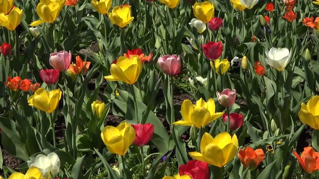 Colorful flower garden tulip and pansy 4K 014