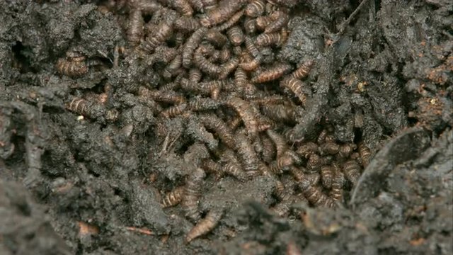 Environmental Ecology: Teeming Larvae Life in Fertile Soil