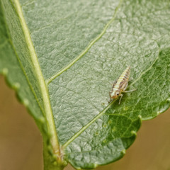 Leaf Hopper Larva