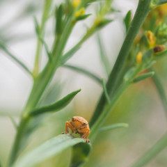 Leaf Hopper Macro