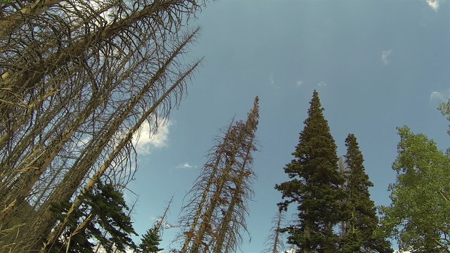 Beautiful mountain forest beetle killed pines HD 0033