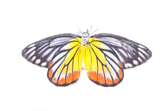 Yellow red butterfly (Painted Jezebel) isolated on white.