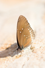 Common Indian Crow Butterflies (Euploea core).
