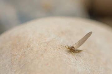 Mayfly Sitting on Rock