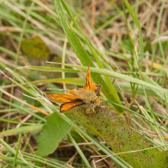 Resting Skipper