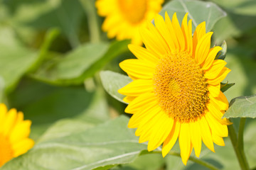 Beautiful yellow Sunflower.