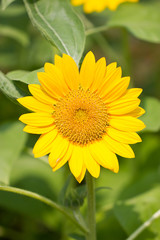 Beautiful yellow Sunflower.