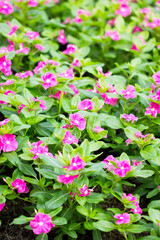 Pink vinca flower.