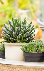 Group of succulents plants.