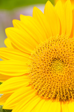 Close up of sunflower.