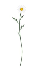 White Daisy Blossom on A White Background