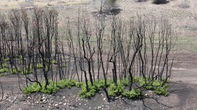 Fire dead trees and new growth of oak brush P HD 2457