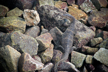 Giant monitor lizard hiding among the rocks