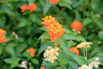 Tiny orange flower buds