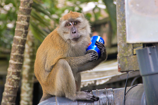 Monkey drinking Pepsi Cola drink