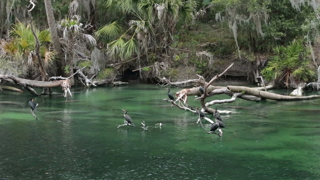 Manatee and Cormorant birds Blue Spring Park Florida HD 1937