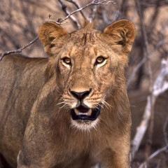 Leone - lion (Panthera leo)  del Selous Game Reserve in Tanzania
