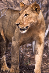 Leone - lion (Panthera leo)  del Selous Game Reserve in Tanzania
