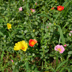 The portulaca flowers at the backyard garden. (2)